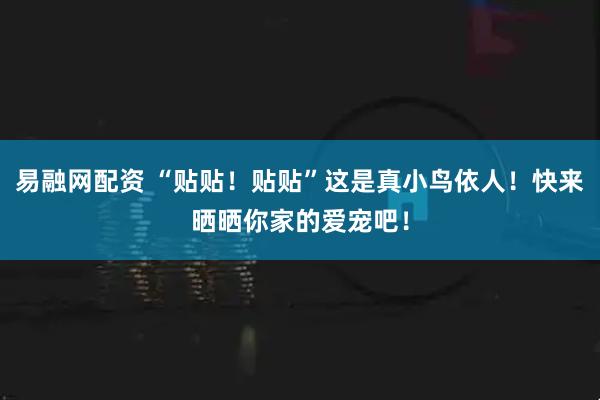 易融网配资 “贴贴！贴贴”这是真小鸟依人！快来晒晒你家的爱宠吧！